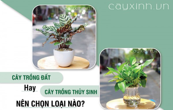 Nên lựa chọn cây trồng đất hay cây trồng thủy sinh?