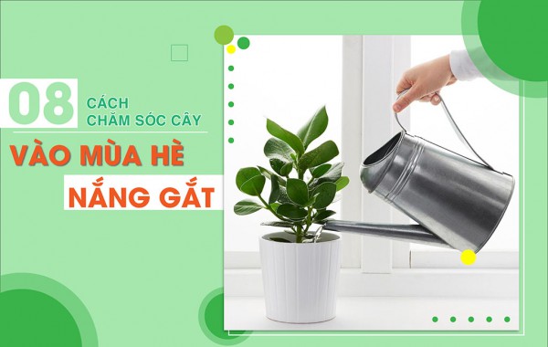 8 tuyệt chiêu để chăm sóc cây cảnh vào mùa hè nắng gắt?