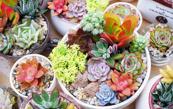 Top 8 cây cảnh tặng thầy cô đẹp và ý nghĩa để bày tỏ lòng tri ân