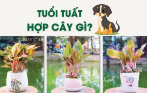Cây phong thủy tuổi Tuất