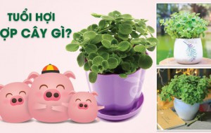 Cây phong thủy tuổi Hợi