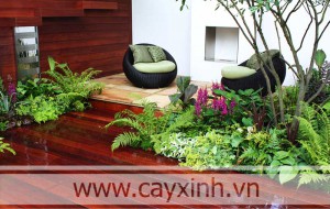 Cây xanh có tác dụng gì trong phong thủy?