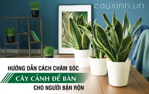 Hướng dẫn chăm sóc cây cảnh để bàn cho người bận rộn