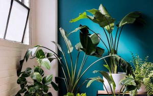 Những điều cần lưu ý khi chăm sóc cây cảnh trong nhà