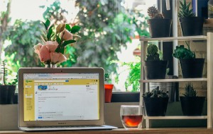 Hướng dẫn chi tiết cách trồng và chăm sóc cây cảnh để bàn