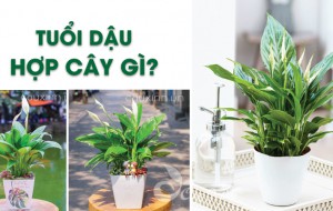 Cây phong thủy tuổi Dậu