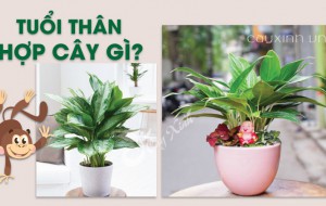Cây phong thủy tuổi Thân