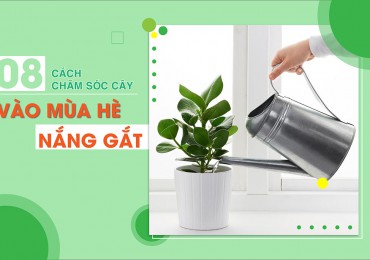 8 tuyệt chiêu để chăm sóc cây cảnh vào mùa hè nắng gắt?