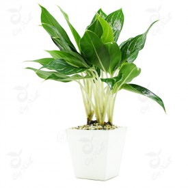 Bạch Mã Hoàng Tử