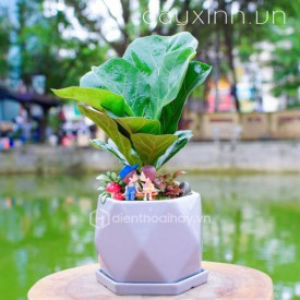 Cây bàng Singapore