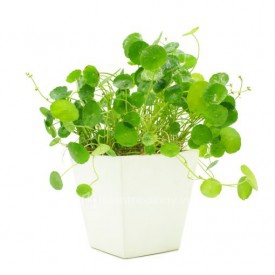 Cây Cỏ Đồng Tiền
