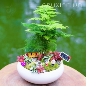 Cây Thủy Tùng