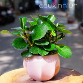 Cây Trường Sinh