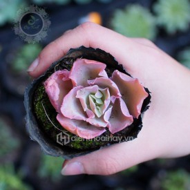 Sen đá bắp cải