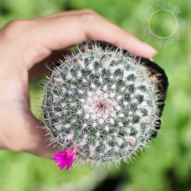 Xương rồng bánh sinh nhật