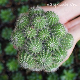 Xương rồng khế xanh bụi