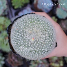 Xương rồng lông thiên nga