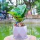 Cây bàng Singapore