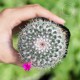 Xương rồng bánh sinh nhật